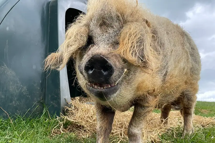 900x600__Pig_08