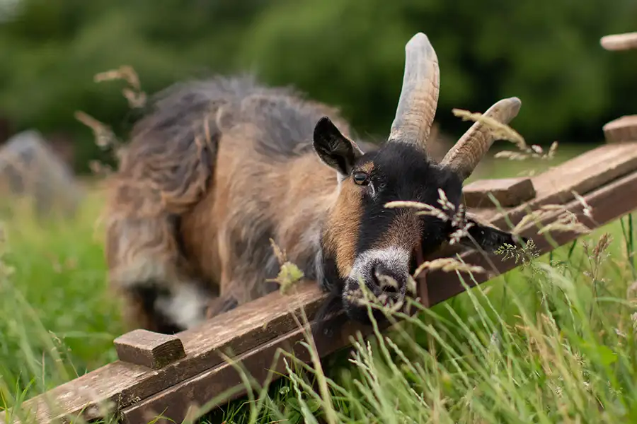 Species__GOATS__900x600__03