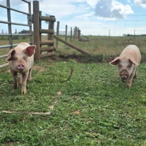 Perky & Pinky