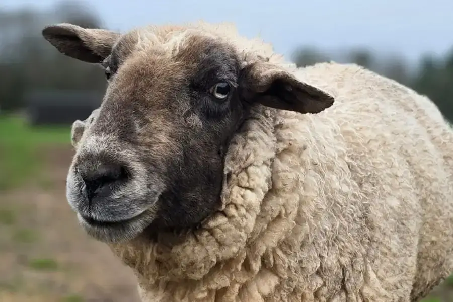 A sheep in a field at Dean Farm Trust Animal Sanctuary